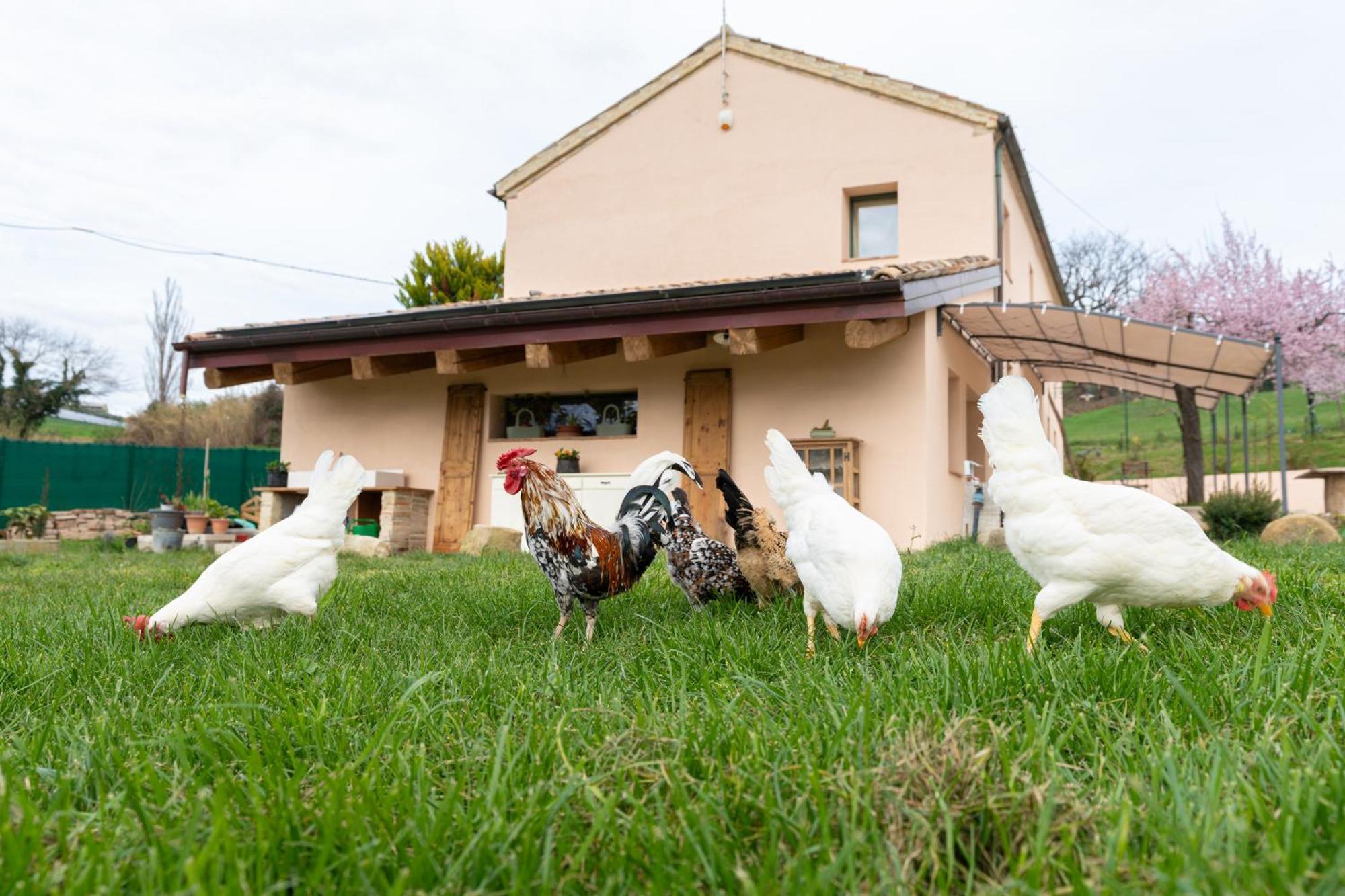 B&B Le Rondini Ostra Senigallia Casine  Exterior photo